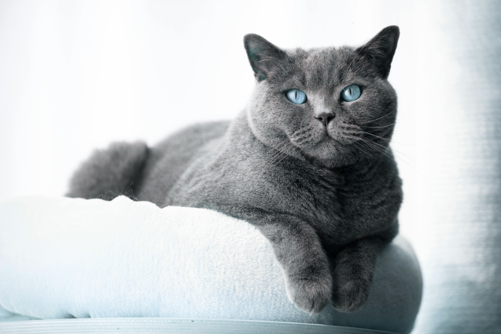 How to Keep Your Cat Happy Indoors