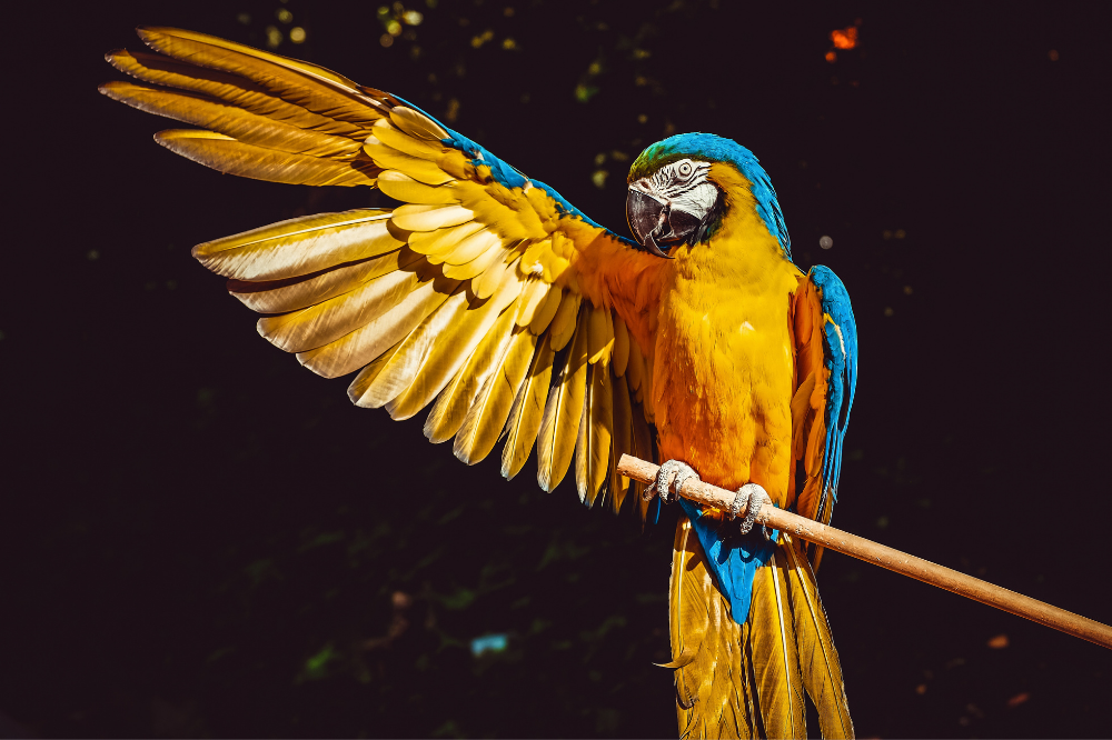 Top Tips for a Healthy, Singing Bird
