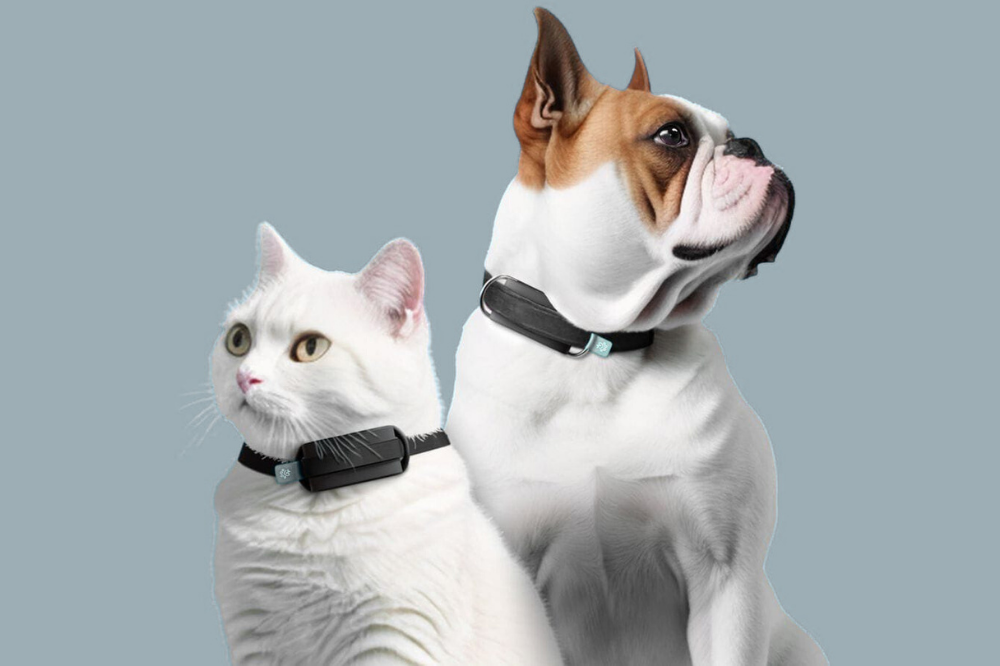 The Benefits of GPS Trackers for Pets