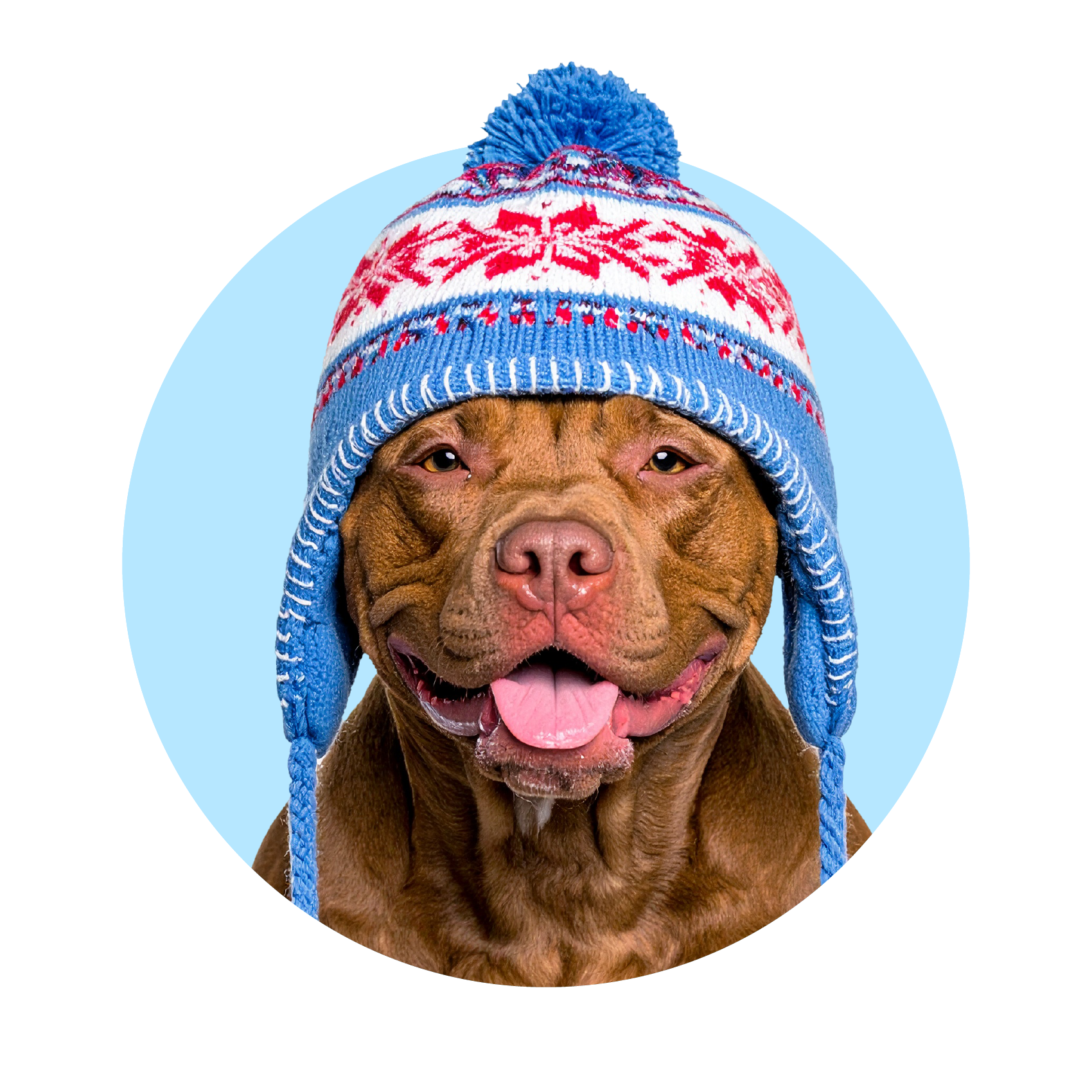 Pet Clothing