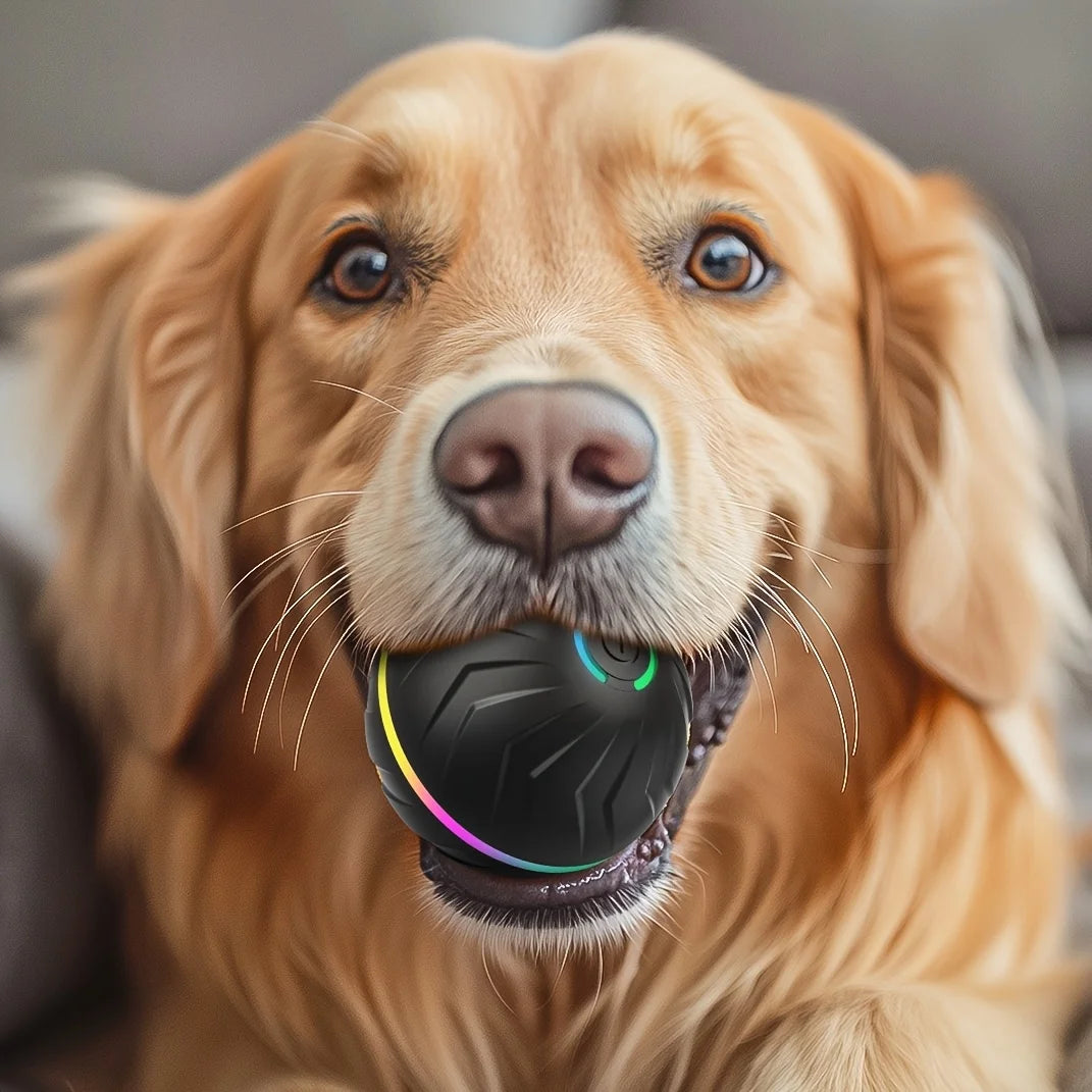 Dog Bouncing Ball