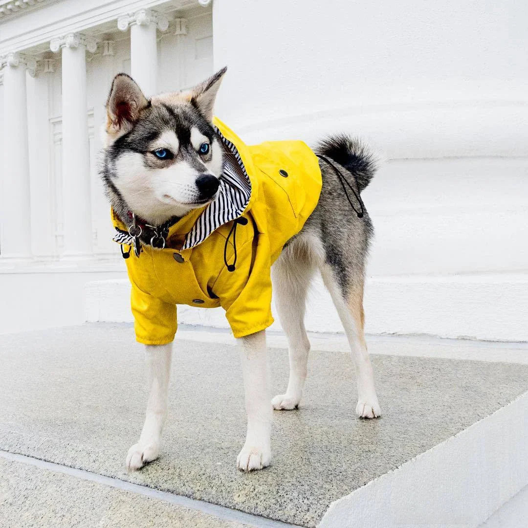 Dog Raincoat Windproof