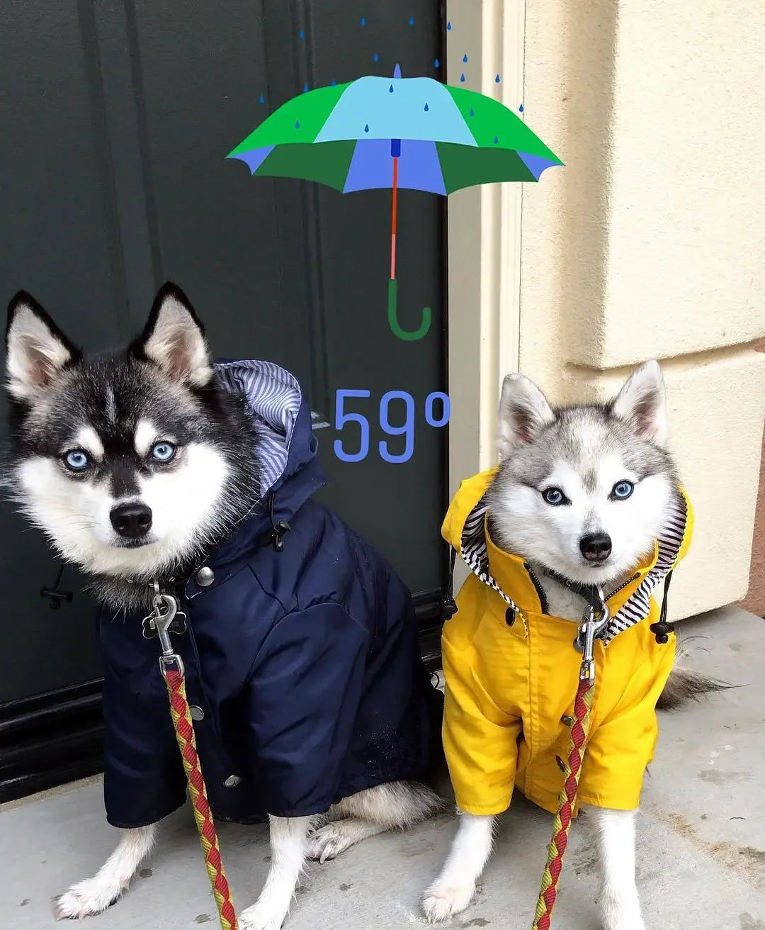 Dog Raincoat Windproof