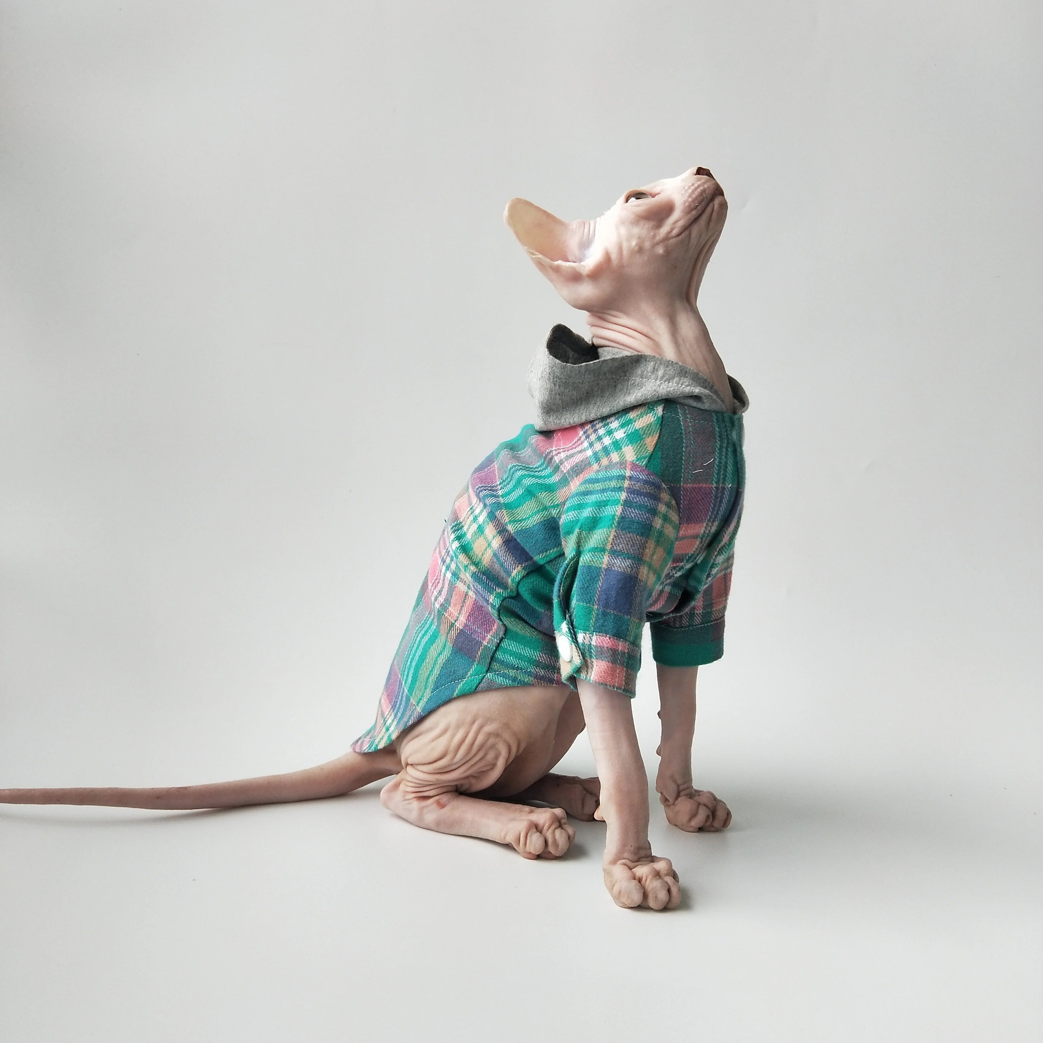 Pull pour chat Sphynx