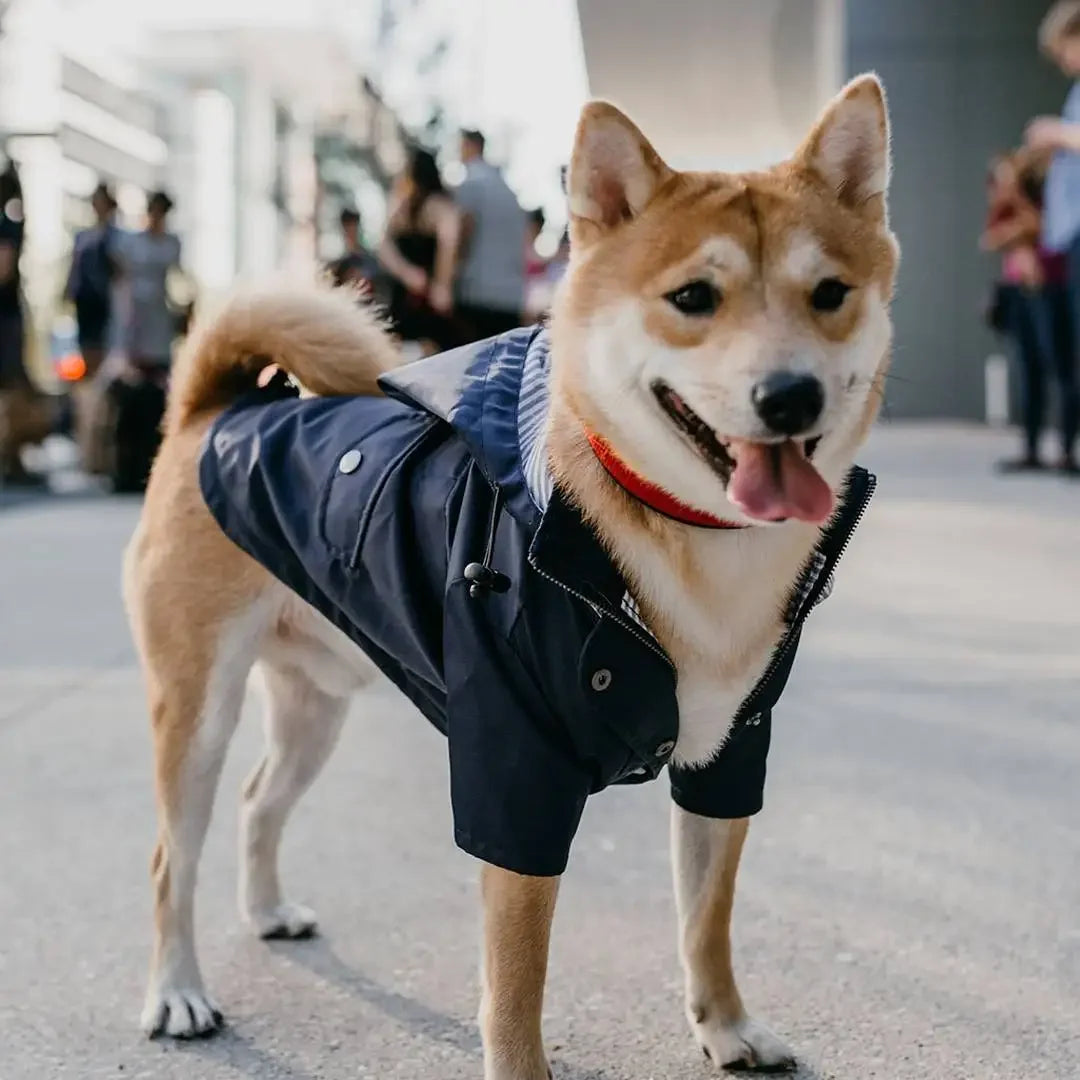 Dog Raincoat Windproof