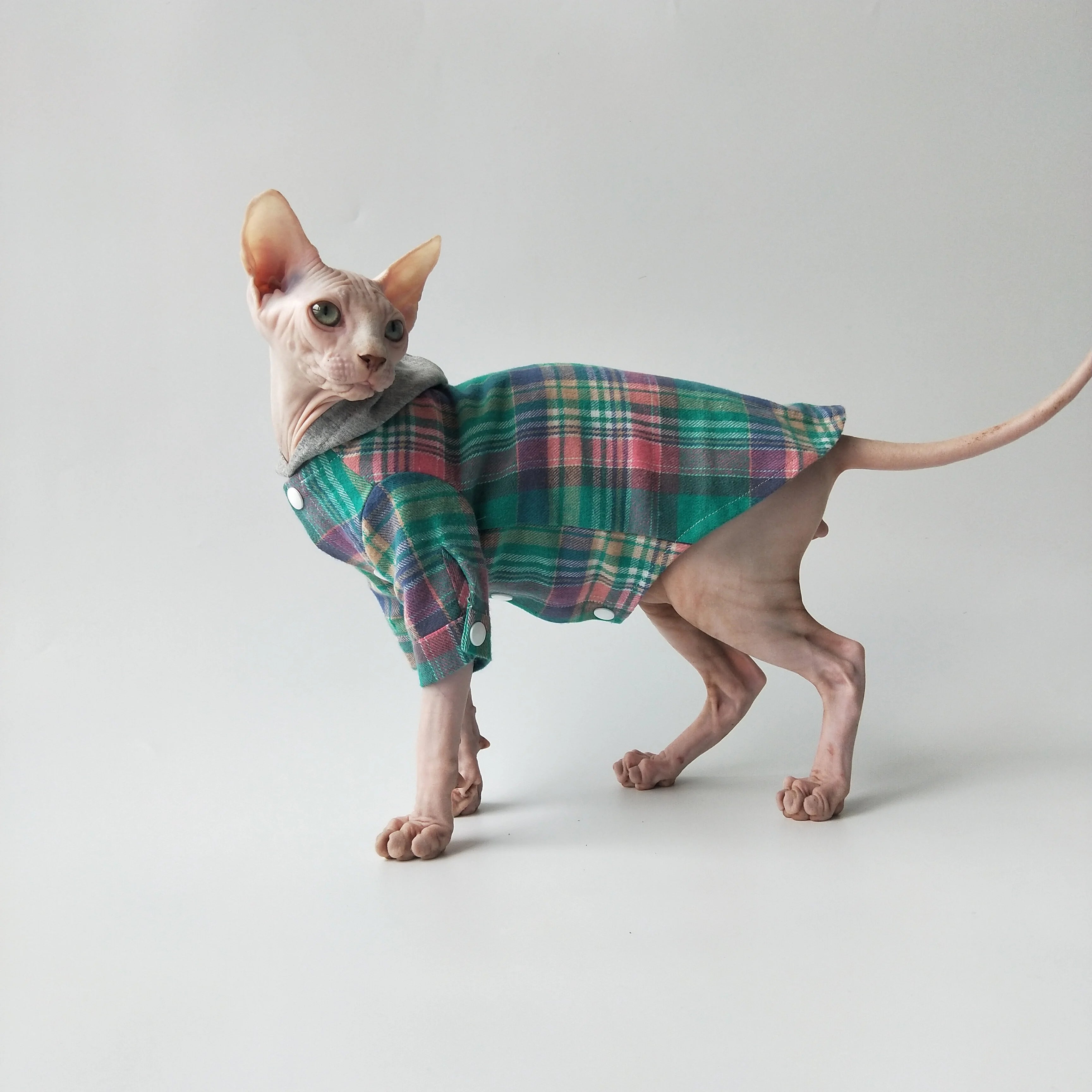 Pull pour chat Sphynx