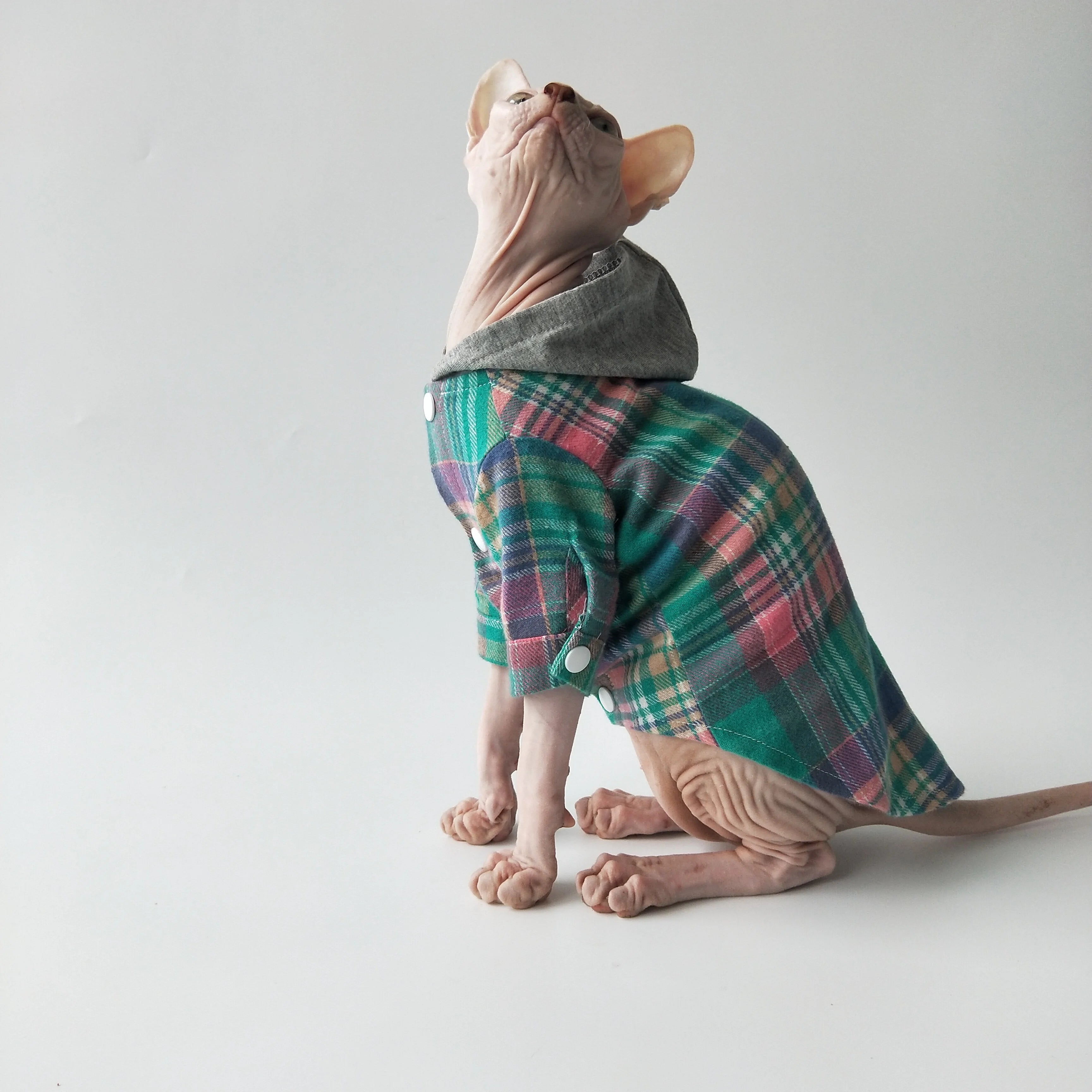 Pull pour chat Sphynx