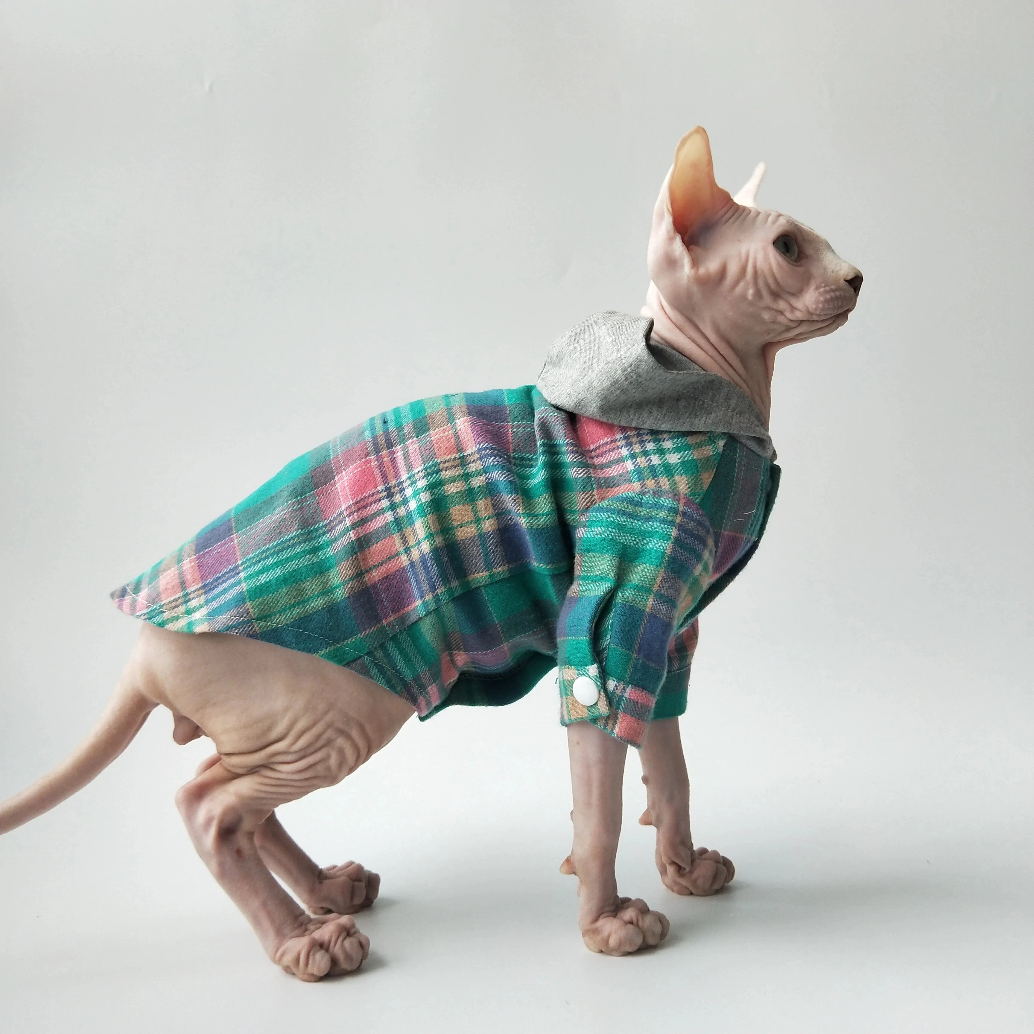 Pull pour chat Sphynx