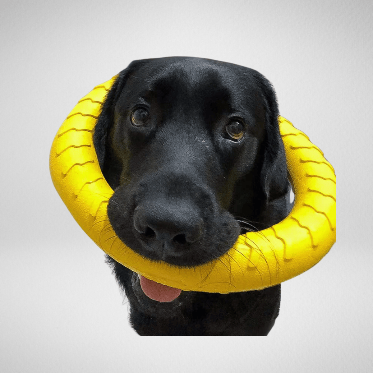 TechnuPet Dog Toys Indestructible Flying Dog Ring